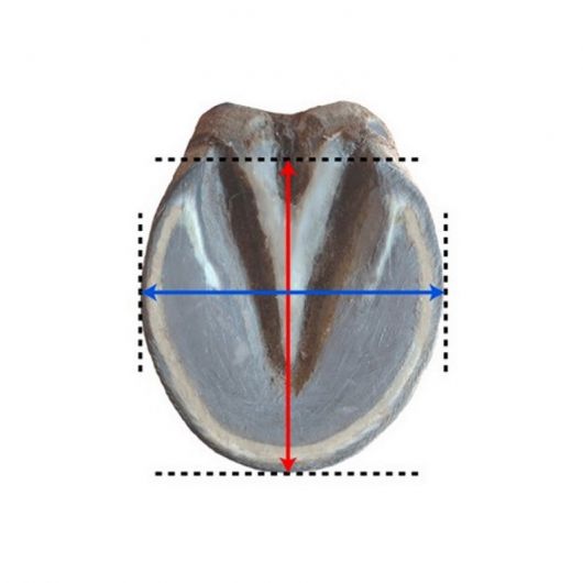 Hipposandale cheval Trainer - Floating Boots