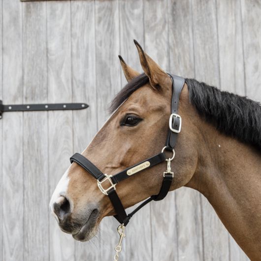Licol en nylon cheval anatomique - Kentucky Horsewear 42560 Licol en nylon cheval anatomique - Kentucky Horsewear 42560
