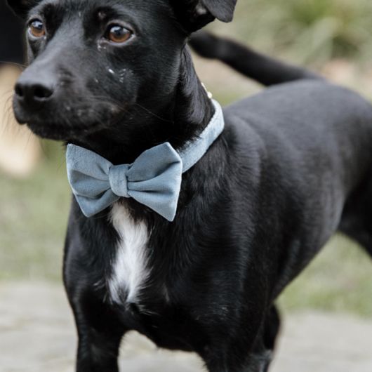Noeud papillon pour chien Velvet - Kentucky Dogwear Noeud papillon pour chien Velvet - Kentucky Dogwear