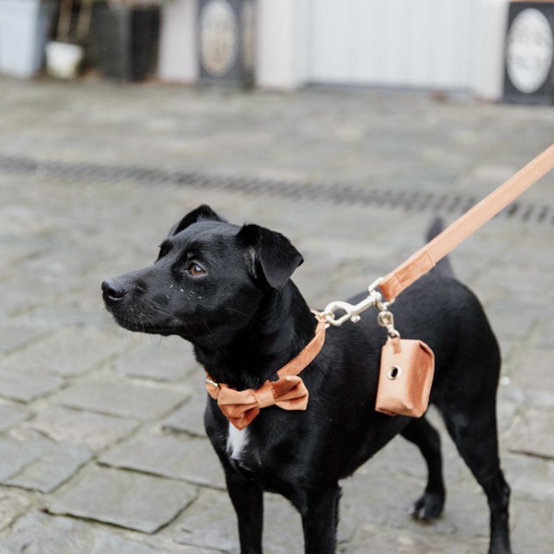 Noeud papillon pour chien Velvet - Kentucky Dogwear