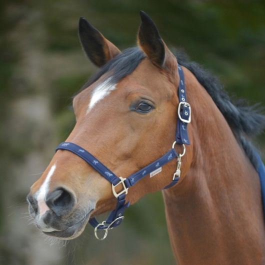 Licol cheval nylon doublé Petits chevaux - Waldhausen Licol cheval nylon doublé Petits chevaux - Waldhausen