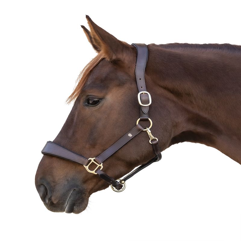 Circonférence Anglaise CWD Marron Rembourrée Classique Pour Selle De