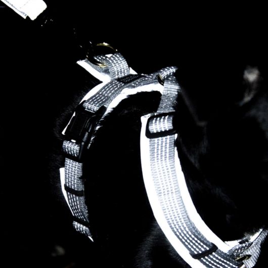 Harnais pour chien réfléchissant Active Reflective - Kentucky Dogwear 