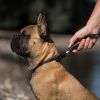 Goupille d'adaptation pour collier et harnais chien - GoLeyGo