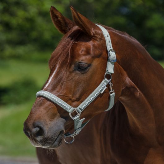 Licol cheval nylon matelassé Crystal - Waldhausen Licol cheval nylon matelassé Crystal - Waldhausen
