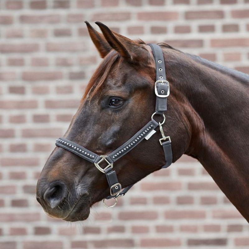 Licol cheval nylon matelassé Crystal - Waldhausen