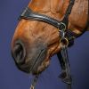 Bridon cheval en cuir 3 en 1 D Motion D Collection - Dy'on 