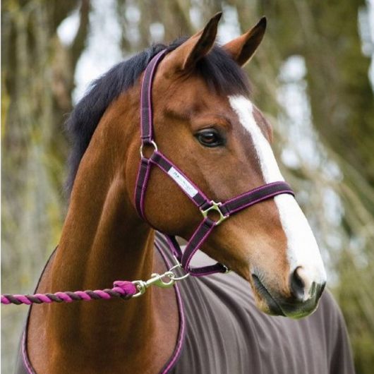 Licol cheval nylon matelassé Amigo - Horseware Licol cheval nylon matelassé Amigo - Horseware