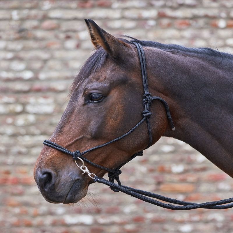 Licol éthologique cheval avec rênes- Waldhausen