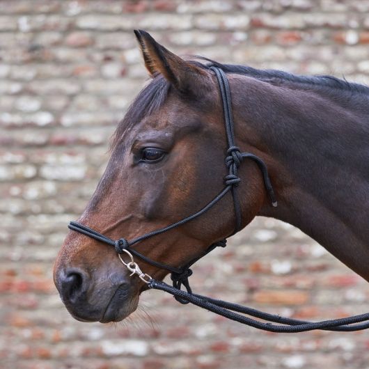 Licol éthologique cheval avec rênes- Waldhausen Licol éthologique cheval avec rênes- Waldhausen