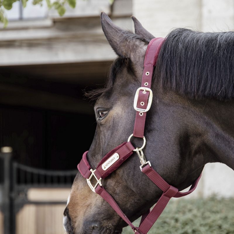 Licol de cheval occidental réglable, sangle en Nyl... - Grandado Licol de cheval occidental réglable, sangle en Nyl... - Grandado