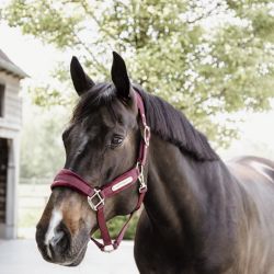 Licol cheval Velvet - Kentucky Horsewear