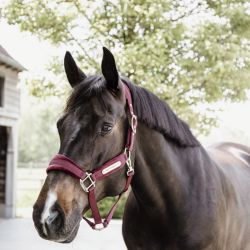 Licol cheval Velvet - Kentucky Horsewear
