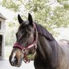 Licol cheval Velvet - Kentucky Horsewear