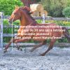 Natural'Immune immunité renforcée cheval - Natural'Innov