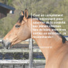 Natural'Relax stress cheval - Natural'Innov