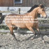 Natural'Relax stress cheval - Natural'Innov