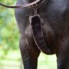 Fourreau collier de chasse cheval mouton - Kentucky Horsewear