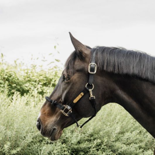 Licol de contrôle cheval nylon Control - Kentucky Horsewear Licol de contrôle cheval nylon Control - Kentucky Horsewear