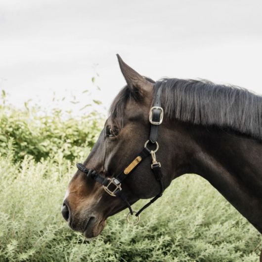 Licol de contrôle cheval nylon Control - Kentucky Horsewear