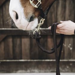 Longe attache cheval 2.80 m Loop - Kentucky Horsewear