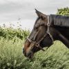 Licol en cuir cheval flexible Kentucky Horsewear 
