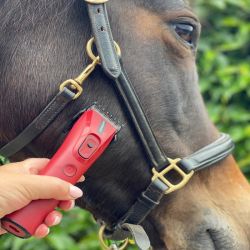 Tondeuse pour cheval Premiere Falco 80 mm 200W - Tondeuses - Pansages -  Cheval au repos