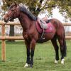 Tapis de selle cheval Saopsa - Harcour