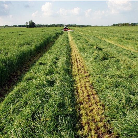 Foin de prairie cheval enrubanné Equifourrage - La Gée 