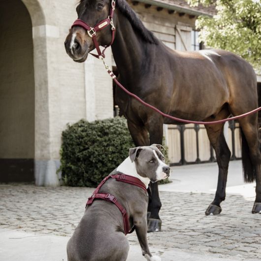Longe nylon tressé 2 m Basic - Kentucky Horsewear Longe cheval nylon tressé 2 m Basic - Kentucky Horsewear