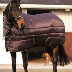 Couverture écurie cheval 550 g Amigo Insulator Plus - Horseware