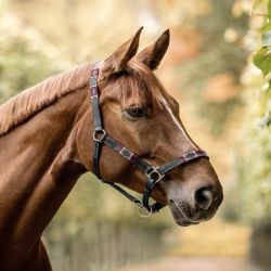 Licol cheval en cuir polo Chukka - Waldhausen 