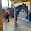 Dalle Clip Horse caoutchouc emboîtable pour box cheval ou aire de pansage - IDS