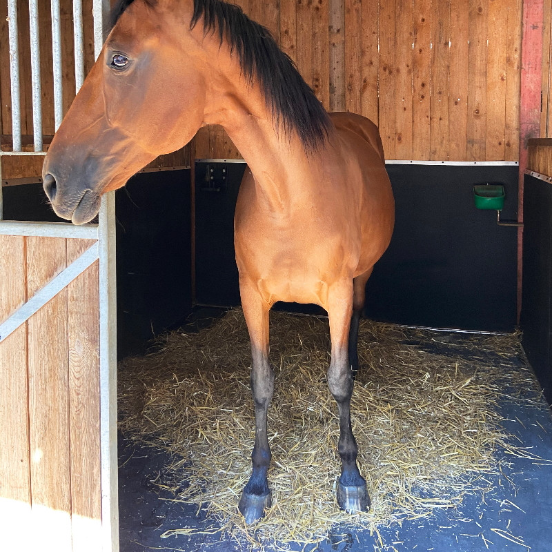 Dalle paddock caoutchouc antidérapante pour box cheval - IDS