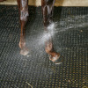 Caillebotis M25 en caoutchouc pour douche d'écurie cheval - IDS