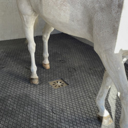 Dalle Clip Super en caouthouc pour douche écurie cheval - IDS