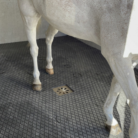 Dalle Clip Super en caouthouc pour douche écurie cheval - IDS Dalle Clip Super en caouthouc pour douche écurie cheval - IDS