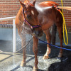 Dalle Clip Super en caouthouc pour douche écurie cheval - IDS