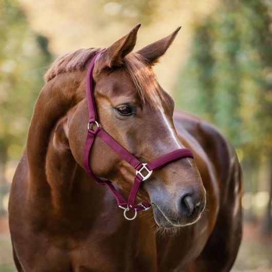 Licol nylon doublé Satin Waldhausen Licol cheval nylon doublé Satin - Waldhausen