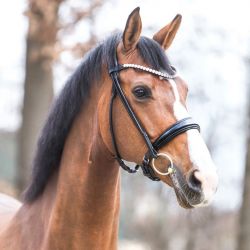 Bridon cheval anatomique Florina - Kavalkade 