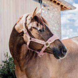 Licol cheval Teddy Fleece - Kentucky 