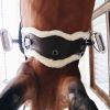 Sangle cheval dressage anatomique courte mouton - Kentucky 