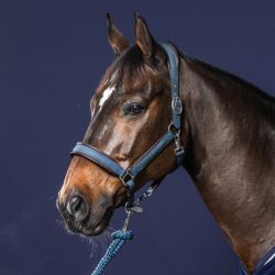 Licol nubuck cheval transport et grooming New English Collection - Dy'on 