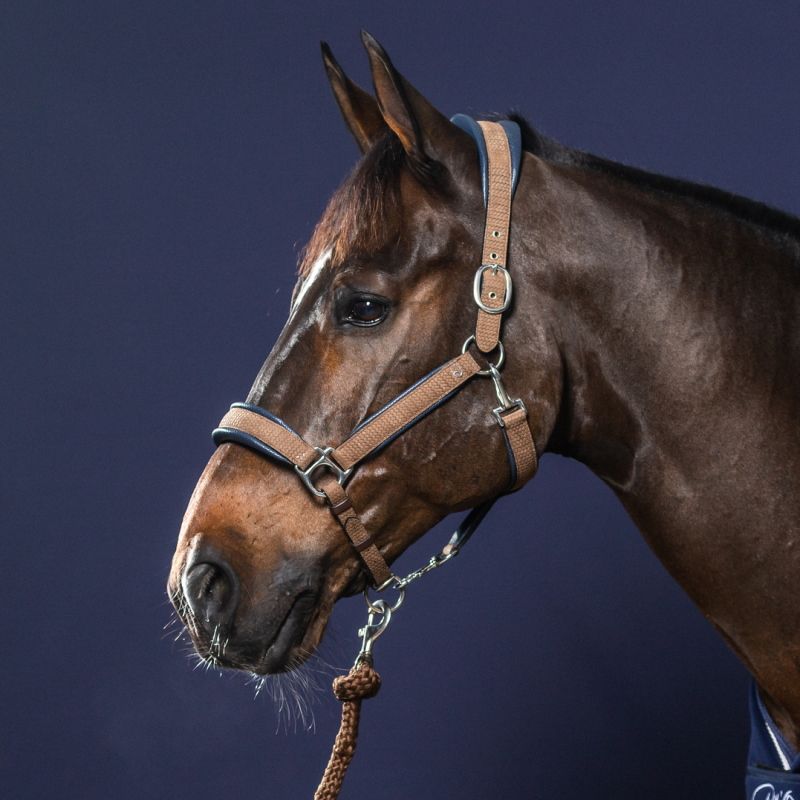 Licol nubuck cheval transport et grooming New English Collection - Dy'on  Licol nubuck cheval transport et grooming New English Collection - Dy'on