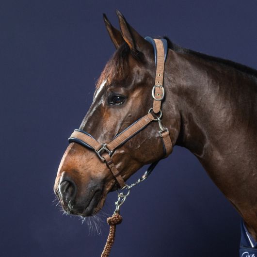 Licol nubuck cheval transport et grooming New English Collection - Dy'on  Licol nubuck cheval transport et grooming New English Collection - Dy'on