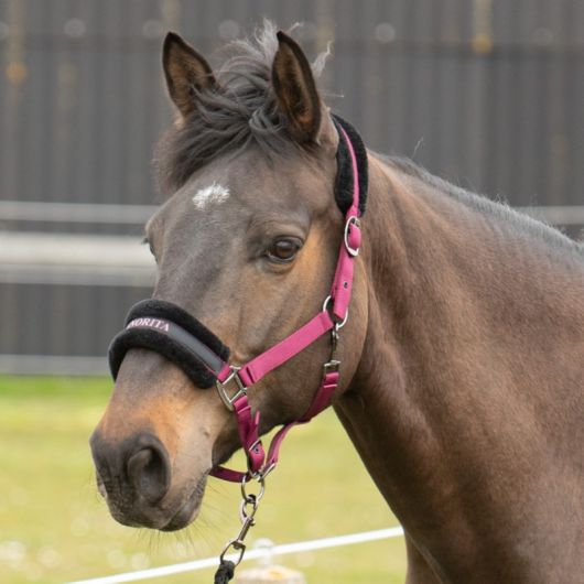 Licol cheval nylon message Lyrics - Harry's Horse