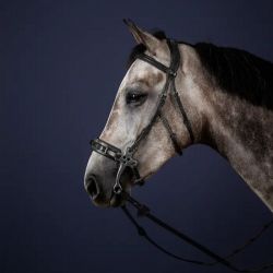 Bridon Hackamore cheval New English Collection - Dy'on