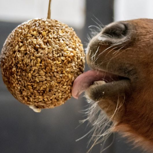 Stall Ball Likit Boule à lécher cheval muesli granola - Likit