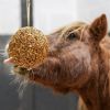 Stall Ball Likit Boule à lécher cheval muesli granola - Likit