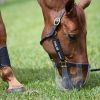 Panier anti-fourbure cheval limitation élevée Filly- Thinline